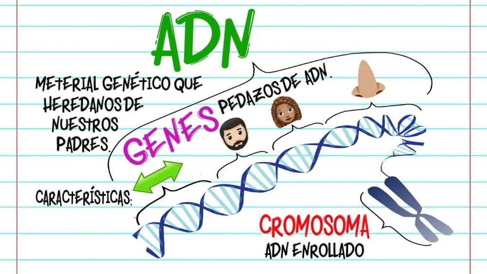 Diferencia entre ADN y cromosoma Ciencia