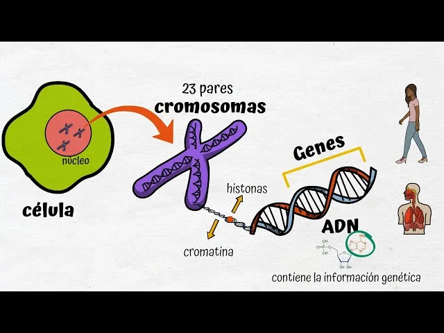 Diferencia entre ADN y genes Ciencia