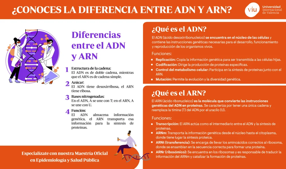 Diferencia entre ADNasa y ARNasa Ciencia
