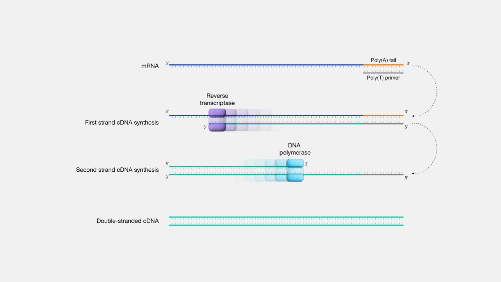 Diferencia entre ADNc y ADN genómico Ciencia