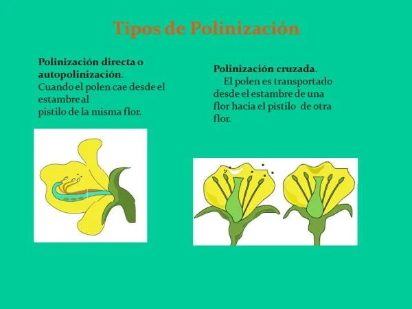 Diferencia entre autopolinización y polinización cruzada