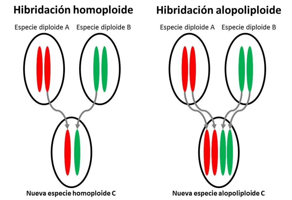 Diferencia entre autopoliploidía y alopoliploidía