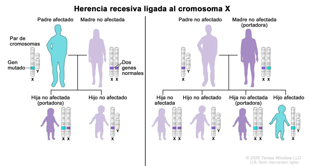 Diferencia entre autosómica y ligada al cromosoma X