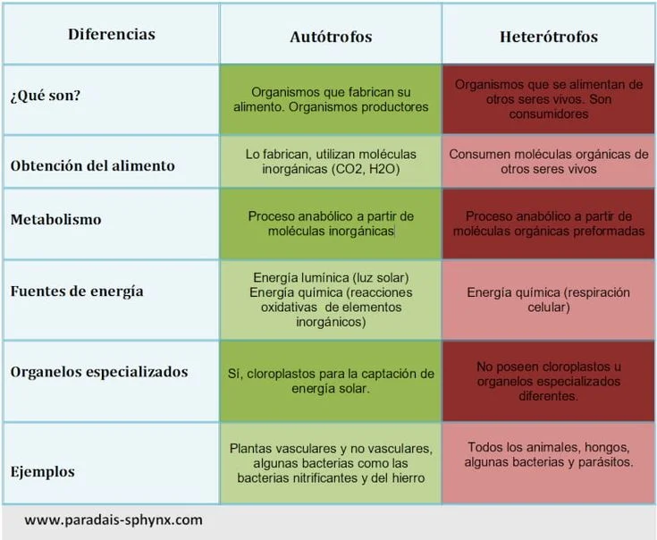 Diferencia entre autótrofos y heterótrofos