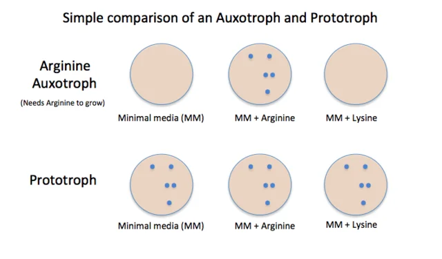 Diferencia entre auxótrofo y protótrofo