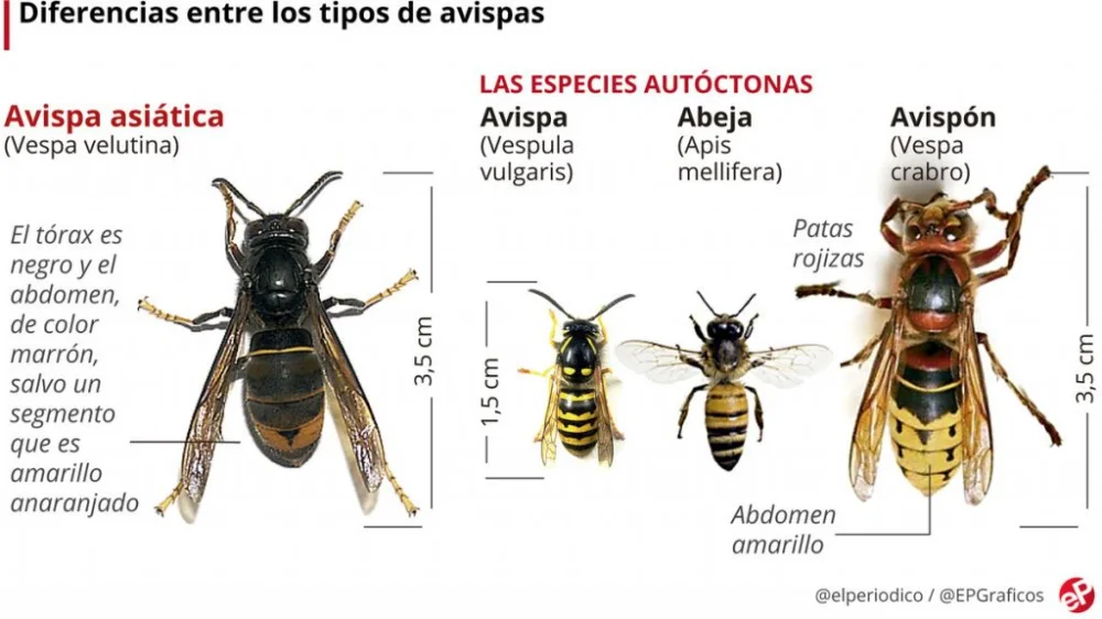 Diferencia entre avispa y avispón