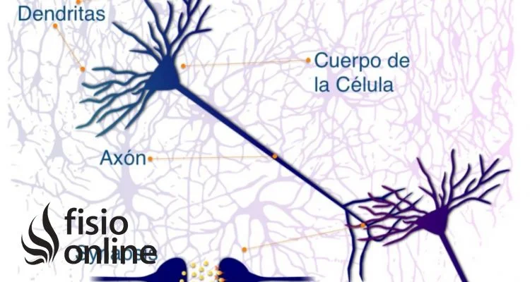 Diferencia entre axón y dendrita