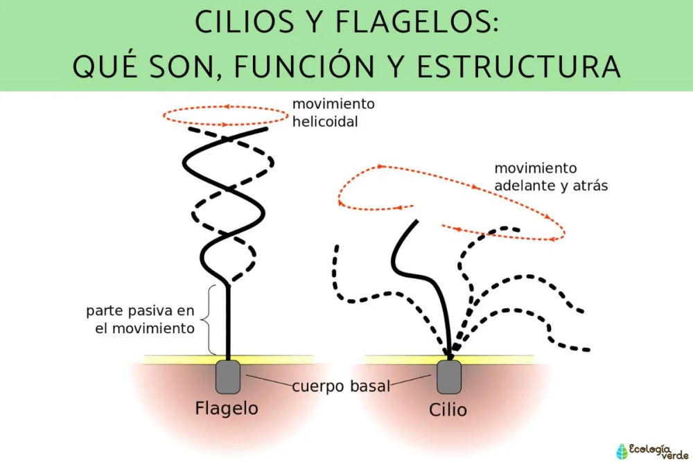 Diferencia entre cilios y flagelos