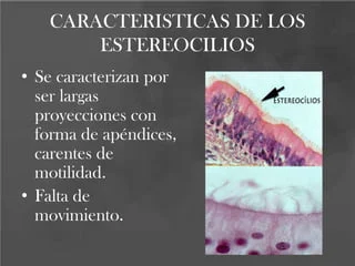 Diferencia entre cilios y microvellosidades