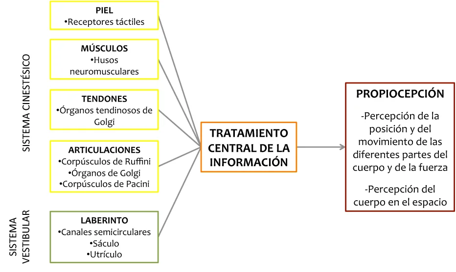 Diferencia entre cinestesia y propiocepción