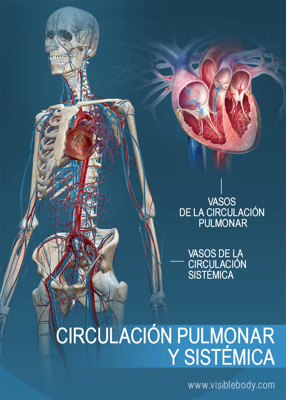 Diferencia entre circulación pulmonar y sistémica