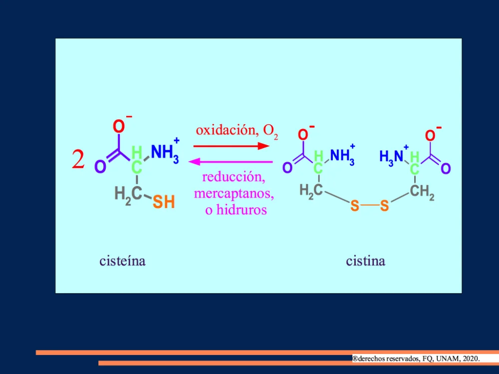 Diferencia entre cistina y cisteína