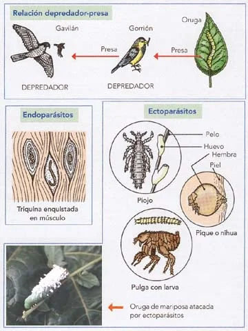 Diferencia entre depredación y parasitismo