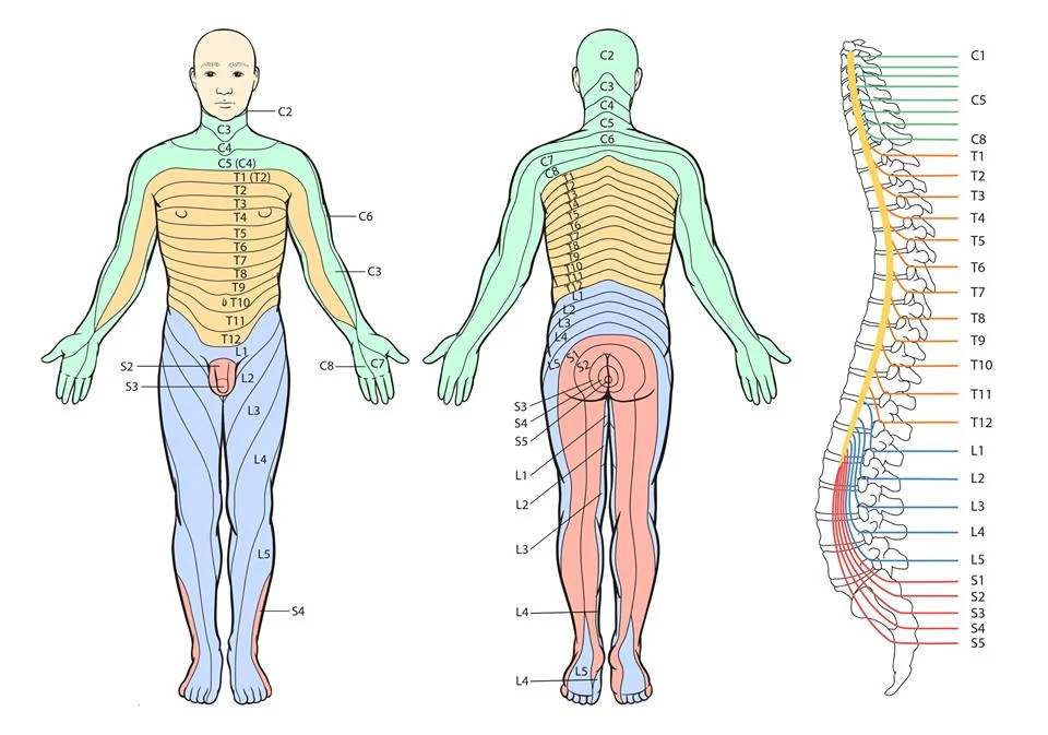 Diferencia entre dermatoma y miotoma