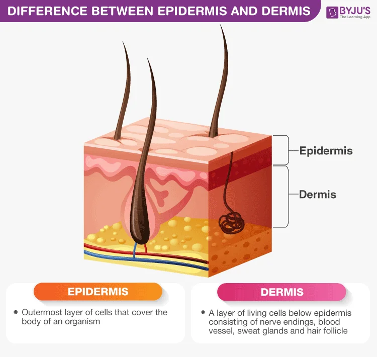 Diferencia entre dermis y epidermis