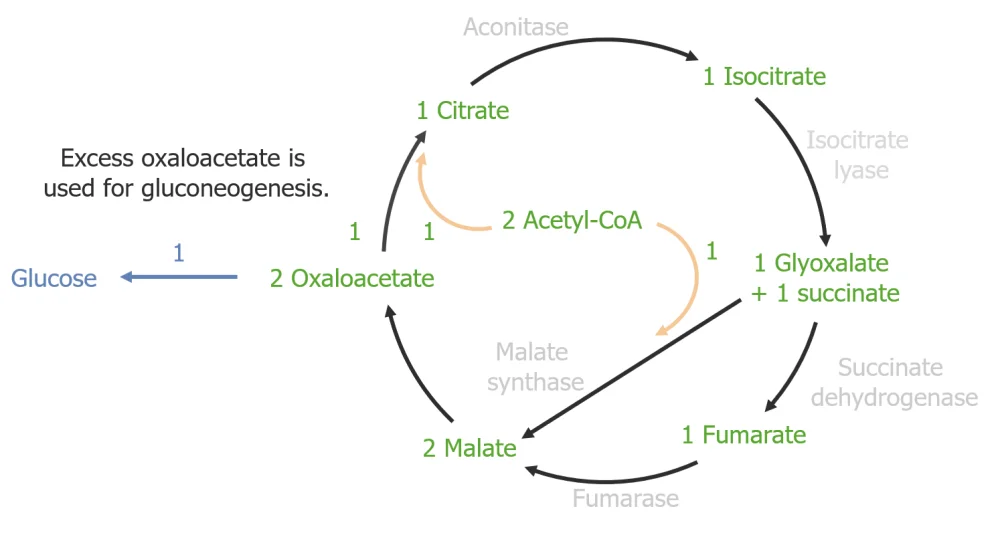 Diferencia entre el ciclo del glioxilato y el del TCA