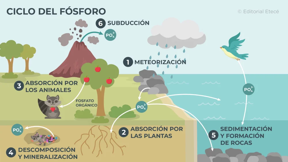 Diferencia entre el ciclo del nitrógeno y el ciclo del fósforo