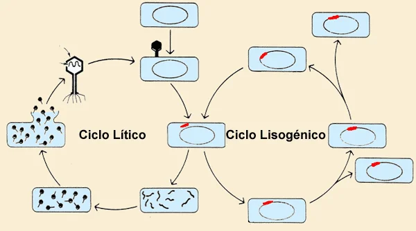 Diferencia entre el ciclo lítico y el ciclo lisogénico