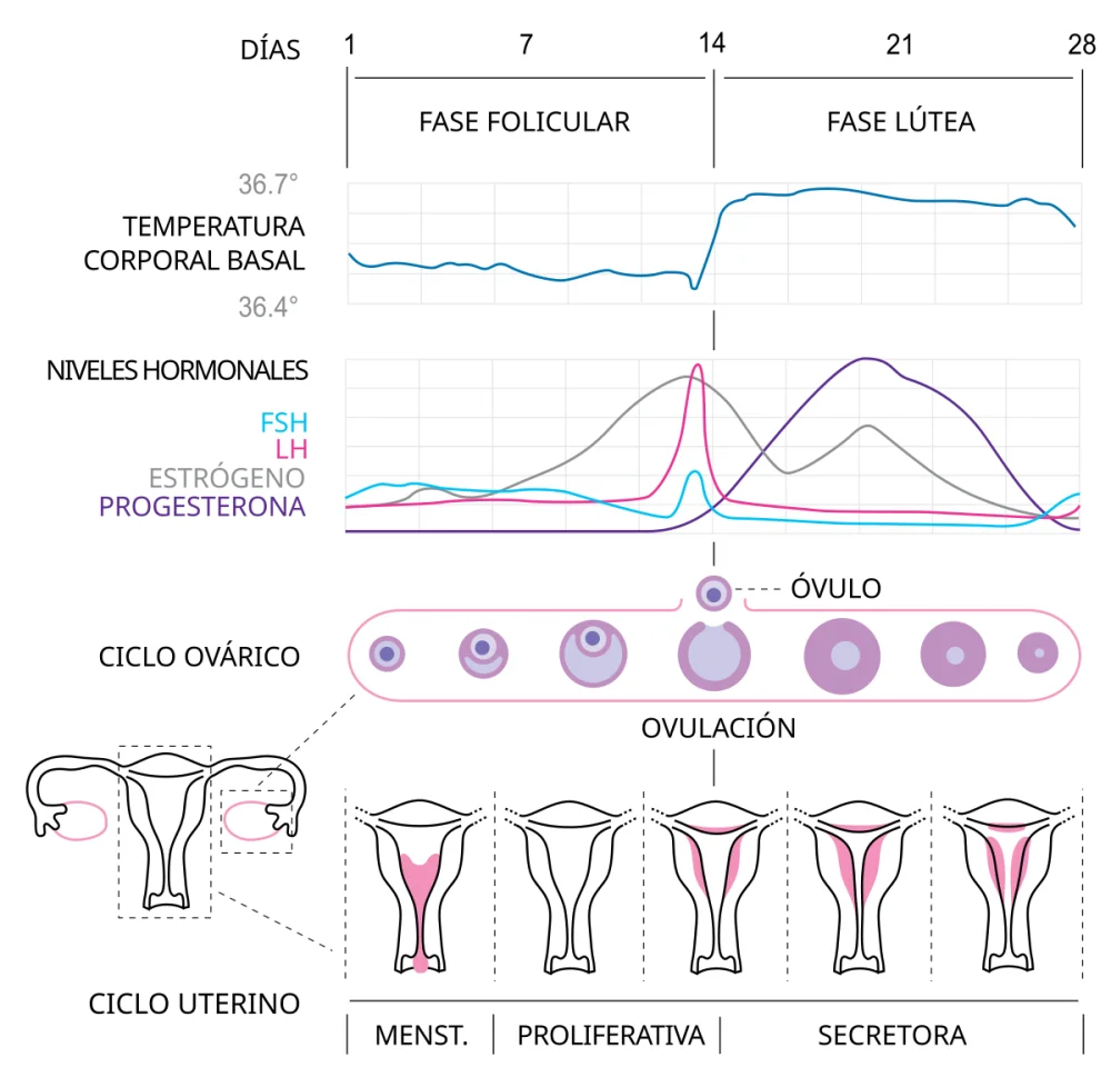 Diferencia entre el ciclo ovárico y el uterino