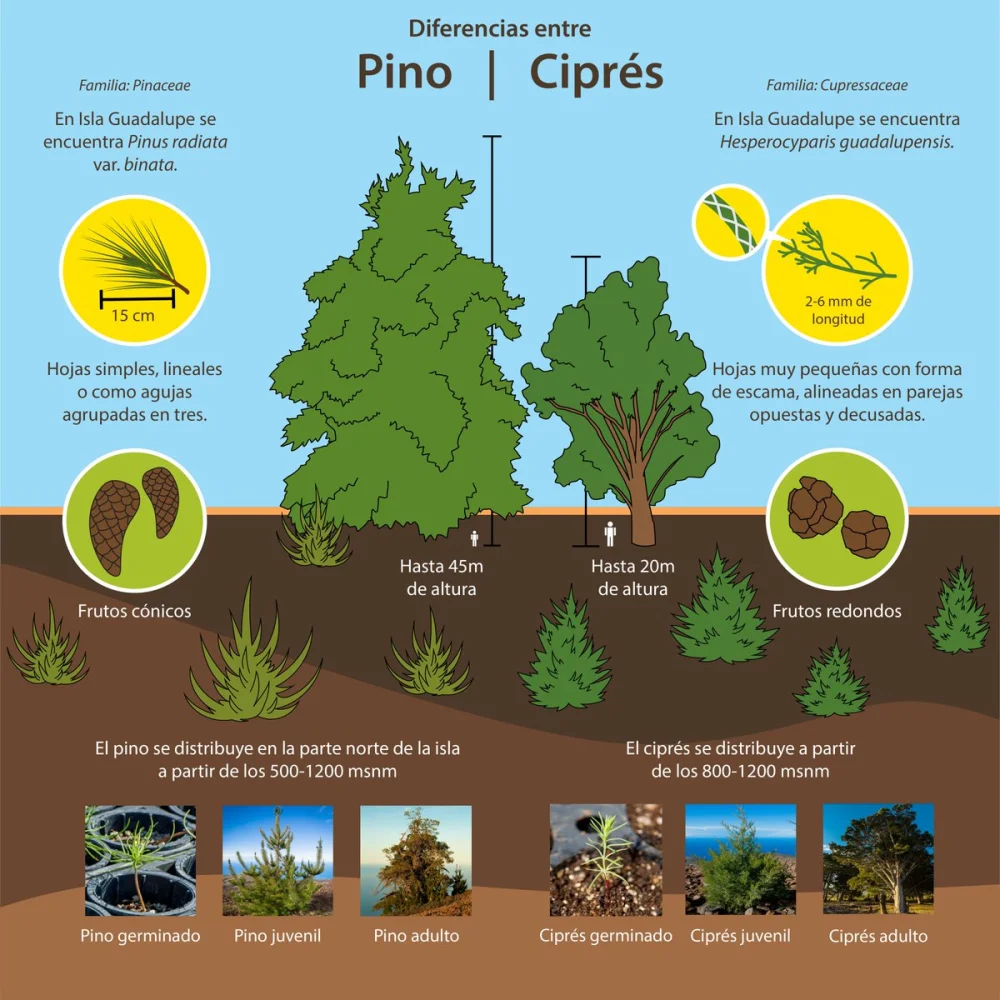 Diferencia entre el ciprés y el pino