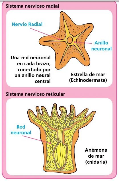 Diferencia entre el sistema nervioso difuso y centralizado