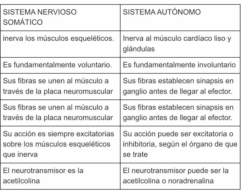 Diferencia entre el sistema nervioso somático y autónomo
