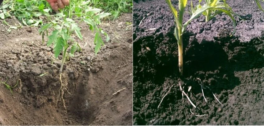 Diferencia entre el sistema radicular y el sistema de brotes