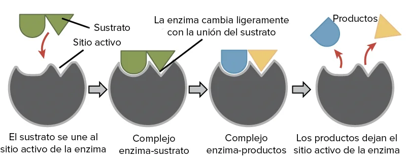 Diferencia entre el sitio de unión y el sitio catalítico