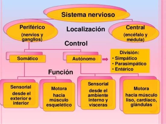 Diferencia entre el SNC y el SNA