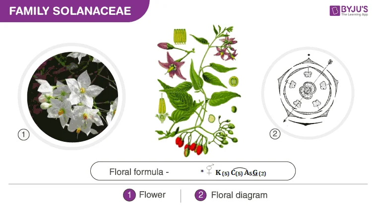 Diferencia entre Fabaceae Solanaceae y Liliaceae