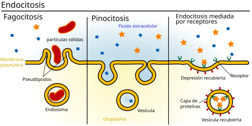 Diferencia entre fagocitosis y pinocitosis