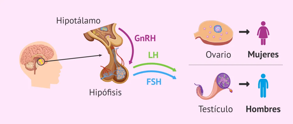 Diferencia entre hCG y GnRH