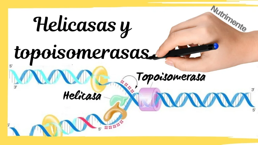 Diferencia entre helicasa y topoisomerasa
