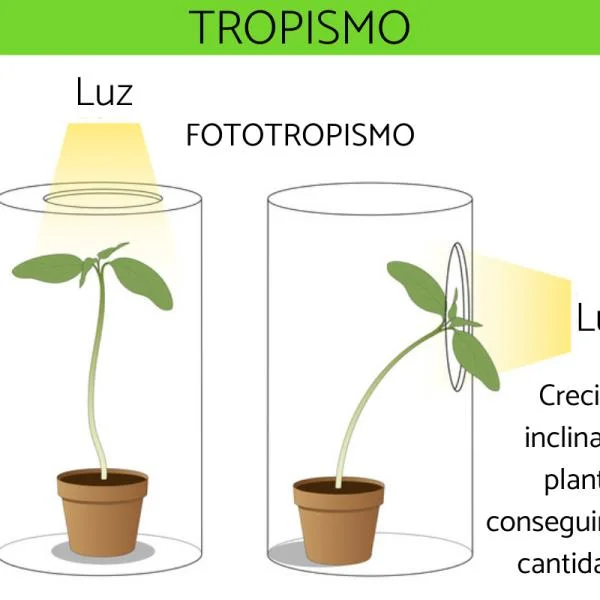 Diferencia entre heliotropismo y fototropismo