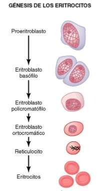 Diferencia entre hematopoyesis y eritropoyesis