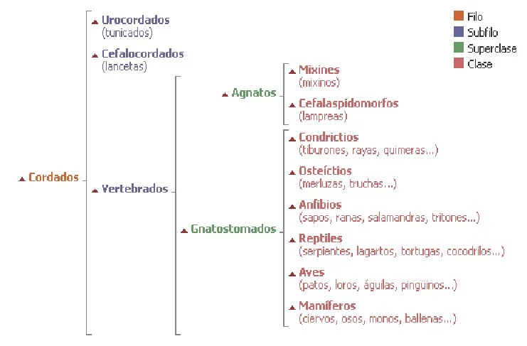Diferencia entre hemicordados y cordados