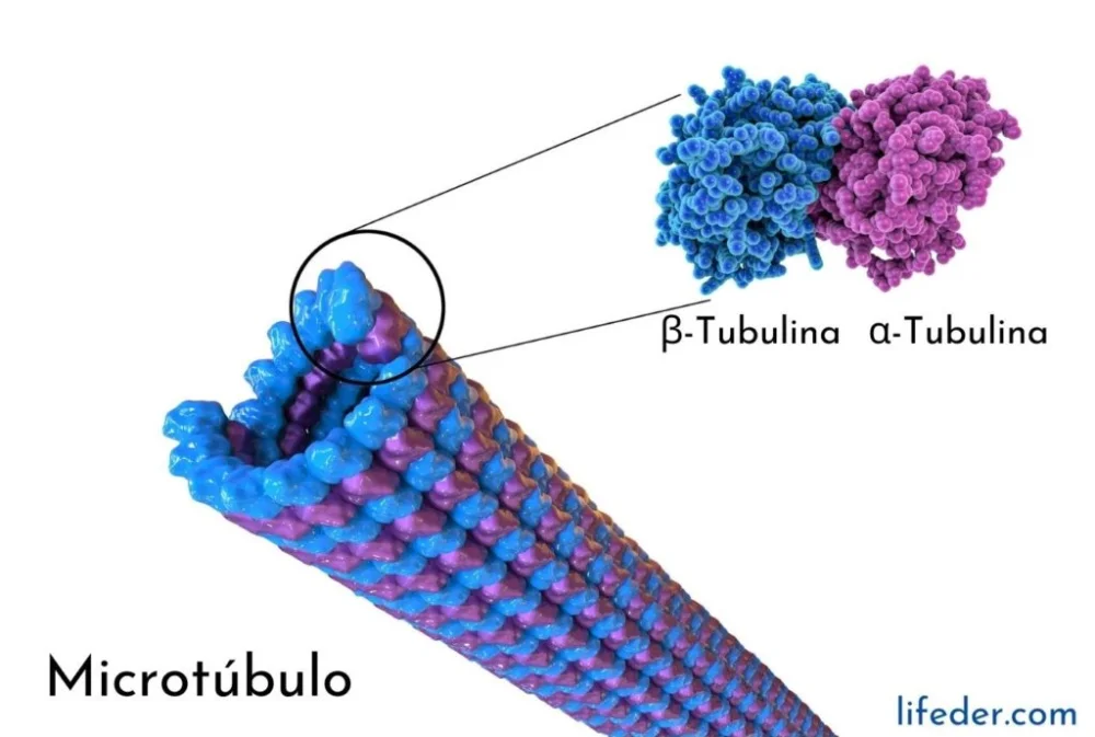 Diferencia entre la alfa y la beta tubulina