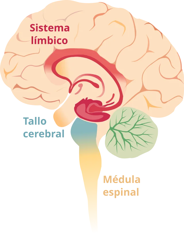 Diferencia entre la amígdala y el hipotálamo