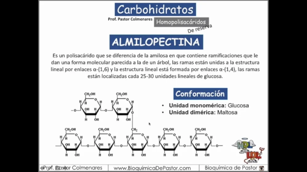Diferencia entre la amilosa amilopectina y el glucógeno