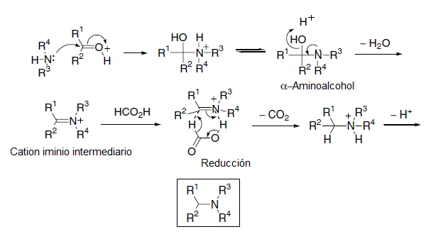 Diferencia entre la aminación reductora y la transaminación