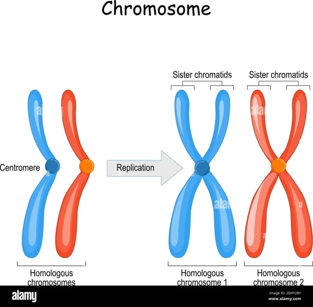 Diferencia entre la anafase 1 y 2