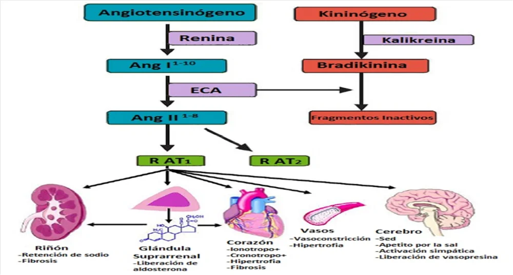 Diferencia entre la angiotensina 1 y la angiotensina 2