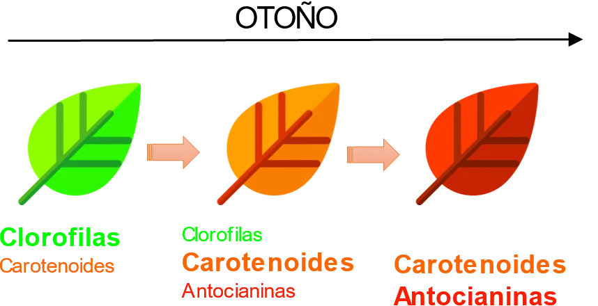 Diferencia entre la antocianina y los carotenoides