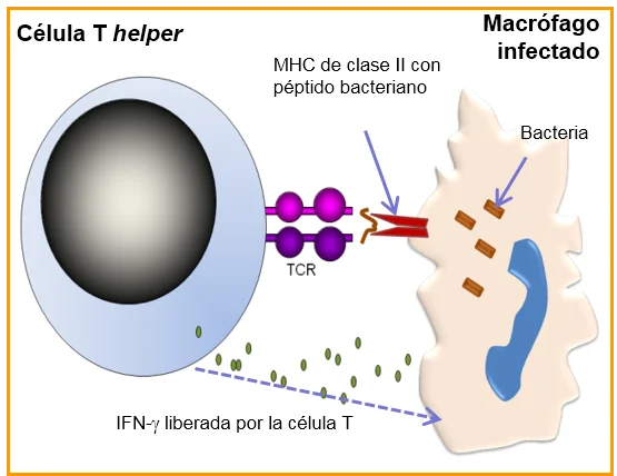 Diferencia entre la respuesta inmunitaria a bacterias y virus