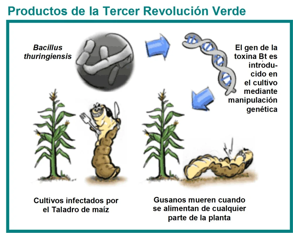 Diferencia entre la Revolución Verde y la Revolución Genética