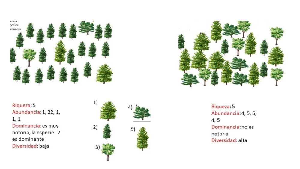 Diferencia entre la riqueza de especies y la uniformidad de especies