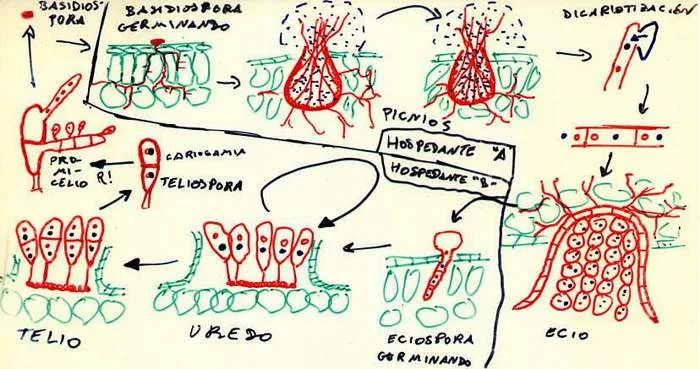 Diferencia entre la roya autoica y heteroica