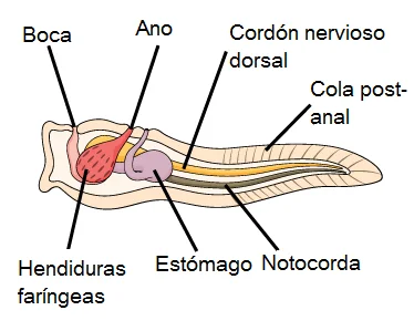 Diferencia entre notocorda y cordón nervioso