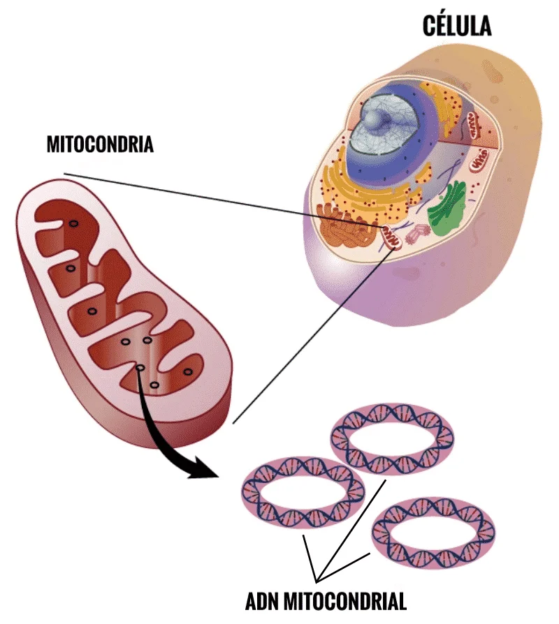 Diferencia entre núcleo y mitocondria
