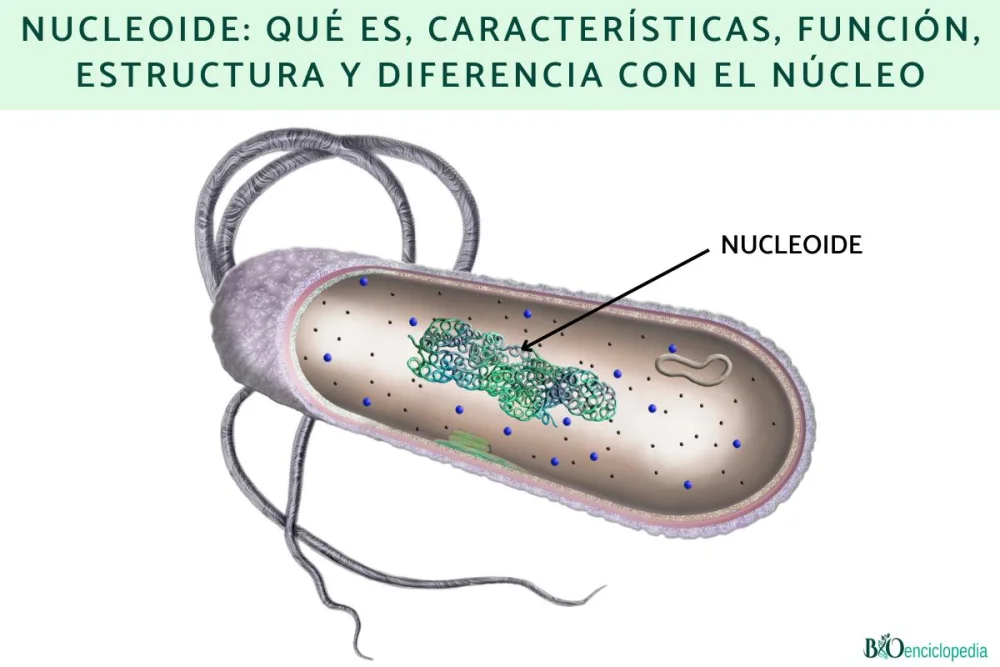 Diferencia entre núcleo y nucleoide